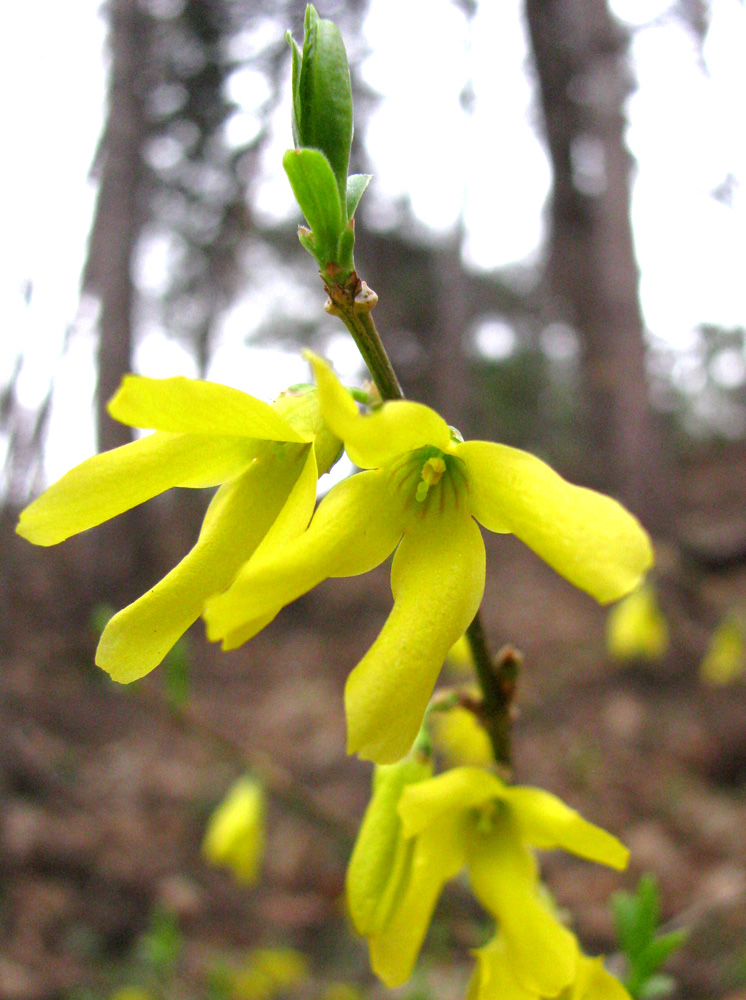 Изображение особи Forsythia &times; intermedia.