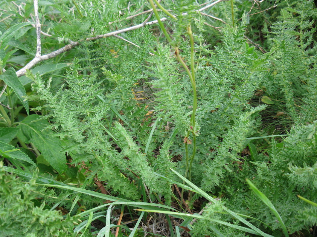 Изображение особи Filipendula vulgaris.