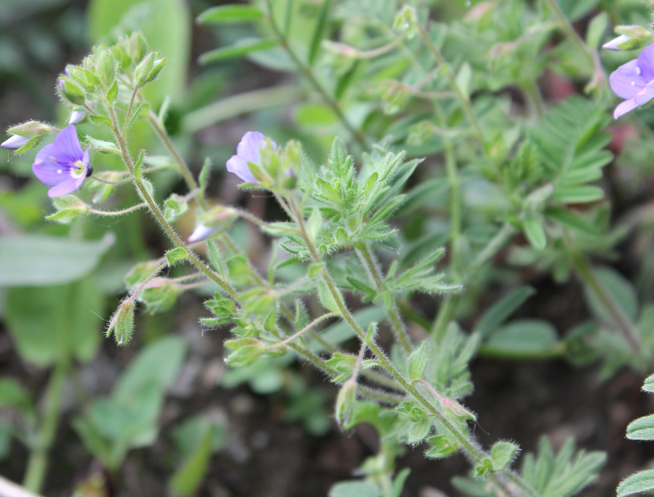 Image of Veronica caucasica specimen.