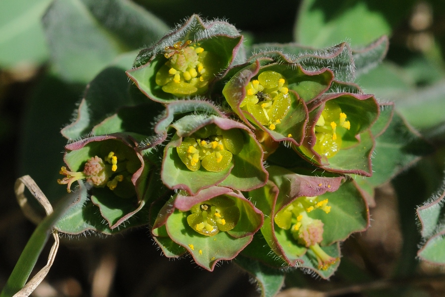 Image of Euphorbia alatavica specimen.