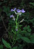 Hesperis matronalis. Соцветие с цветками и завязавшимися плодами. Крым, склон Долгоруковской яйлы, дубово-грабинниковый лес. 5 июля 2013 г.