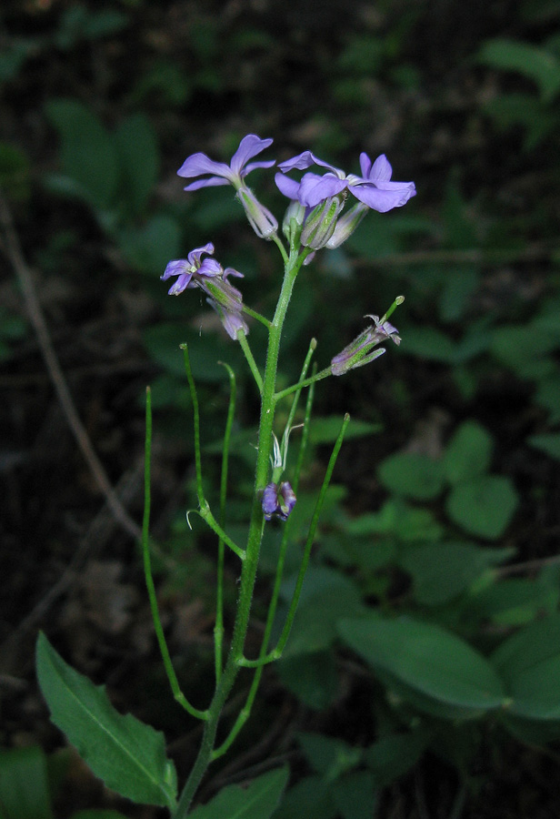 Изображение особи Hesperis matronalis.