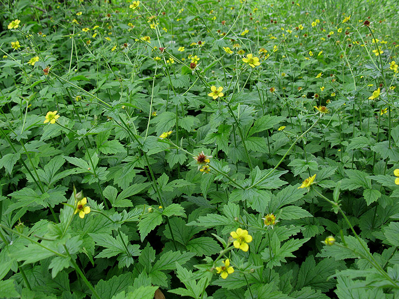 Image of Geum urbanum specimen.