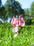 Lilium pilosiusculum