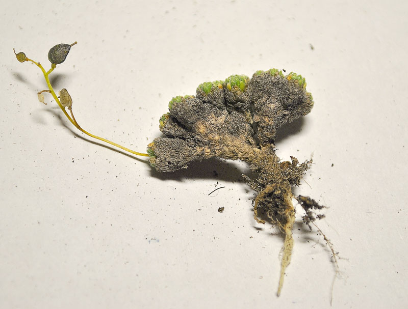 Image of Draba bryoides specimen.