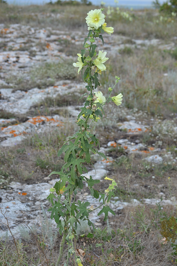 Изображение особи Alcea rugosa.