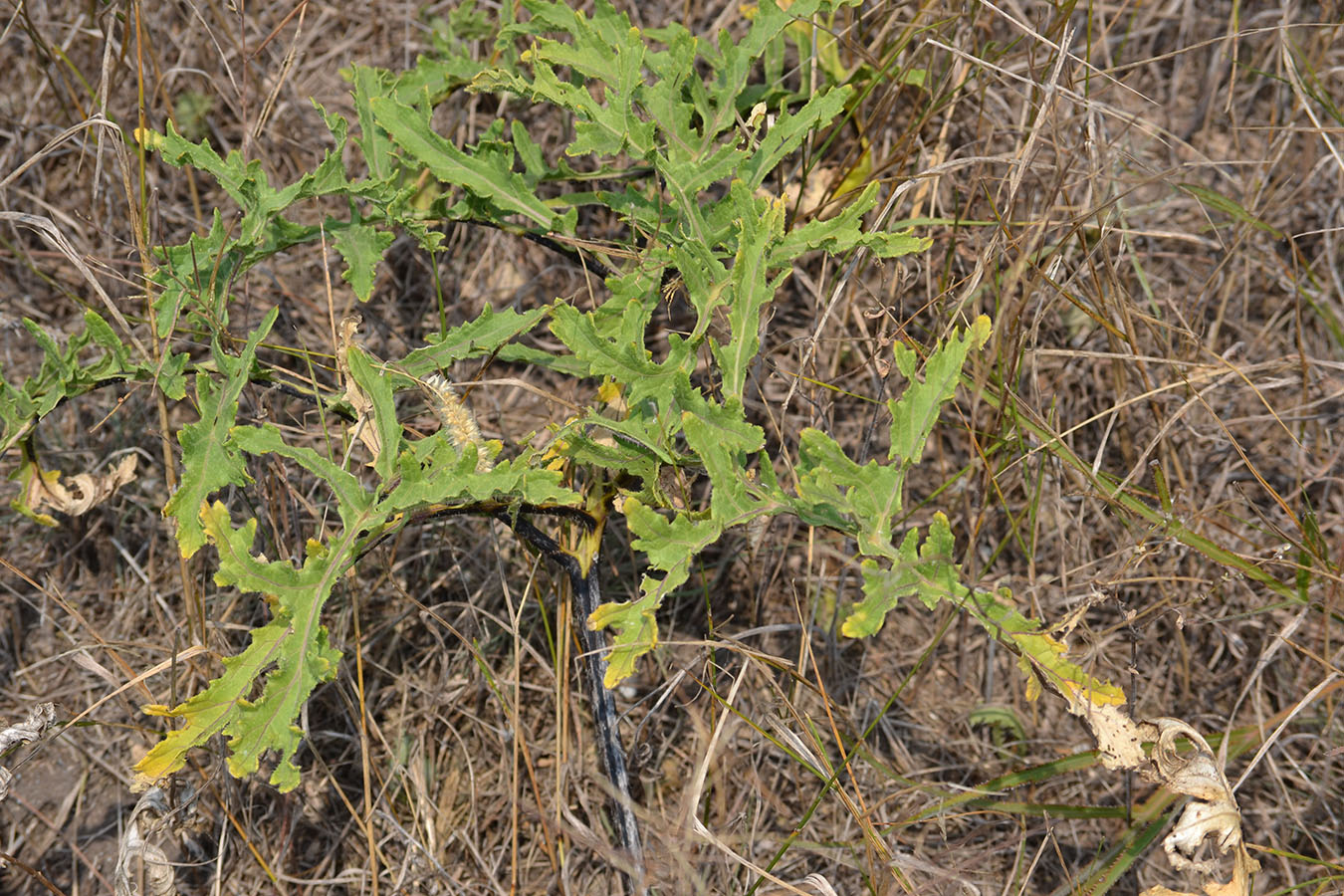 Image of Crambe aspera specimen.