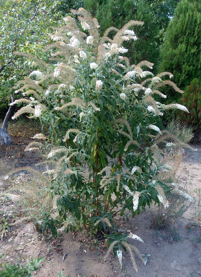 Image of Buddleja davidii specimen.