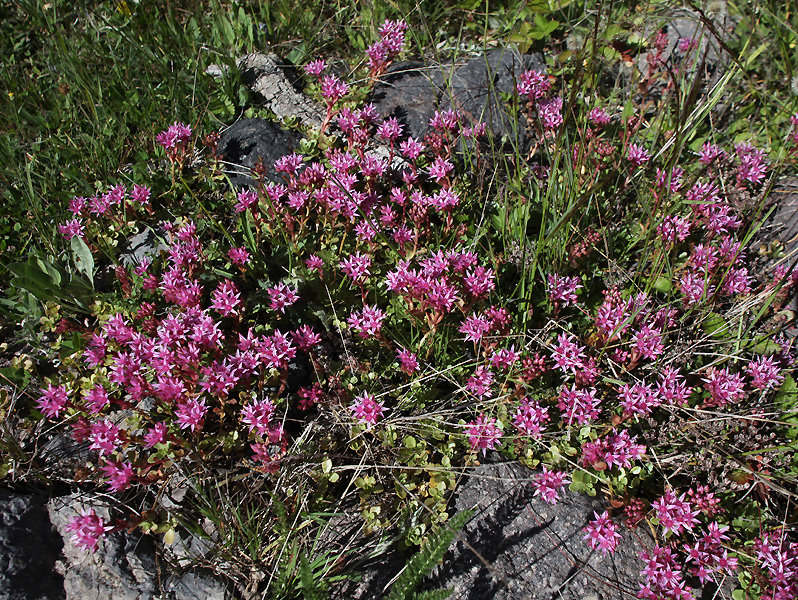 Изображение особи Sedum spurium.