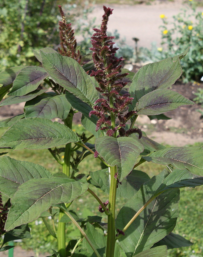 Image of Amaranthus tricolor specimen.