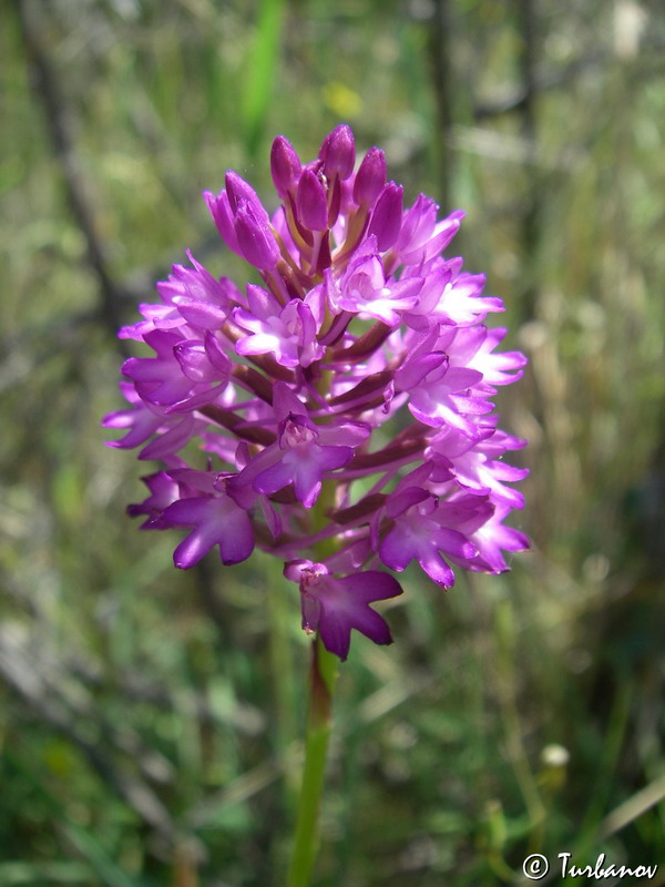 Image of Anacamptis pyramidalis specimen.