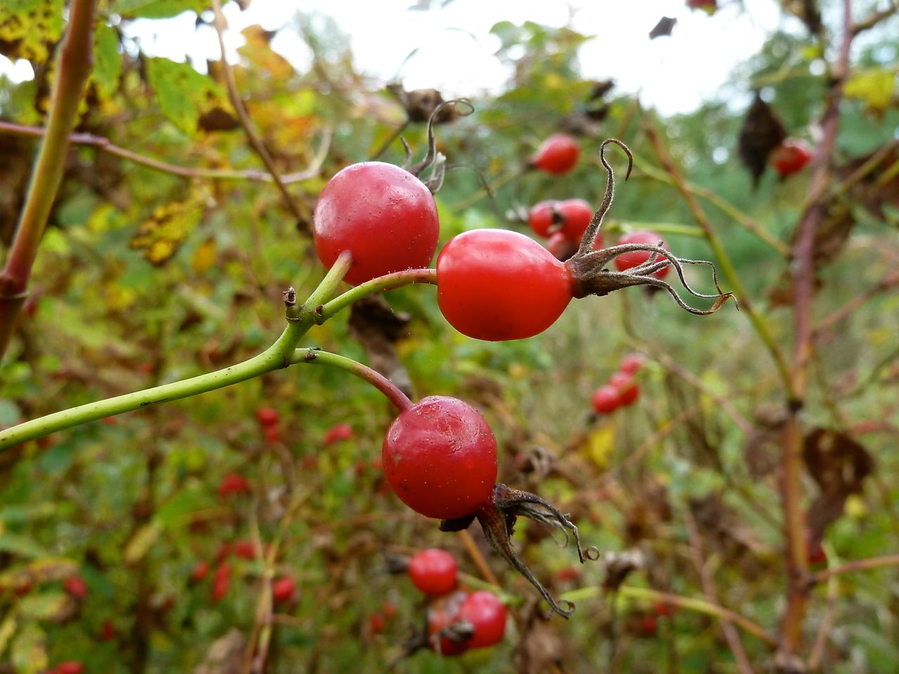 Image of Rosa glabrifolia specimen.