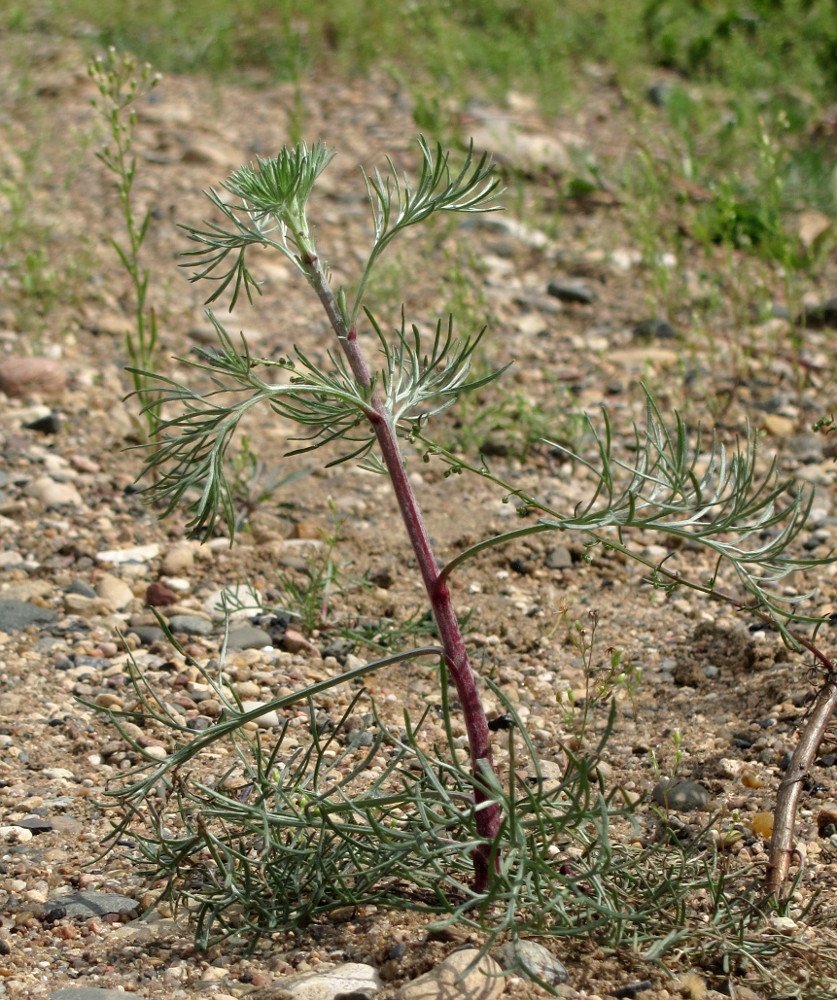 Изображение особи Artemisia campestris.