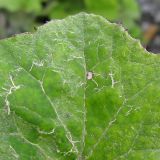 Tussilago farfara