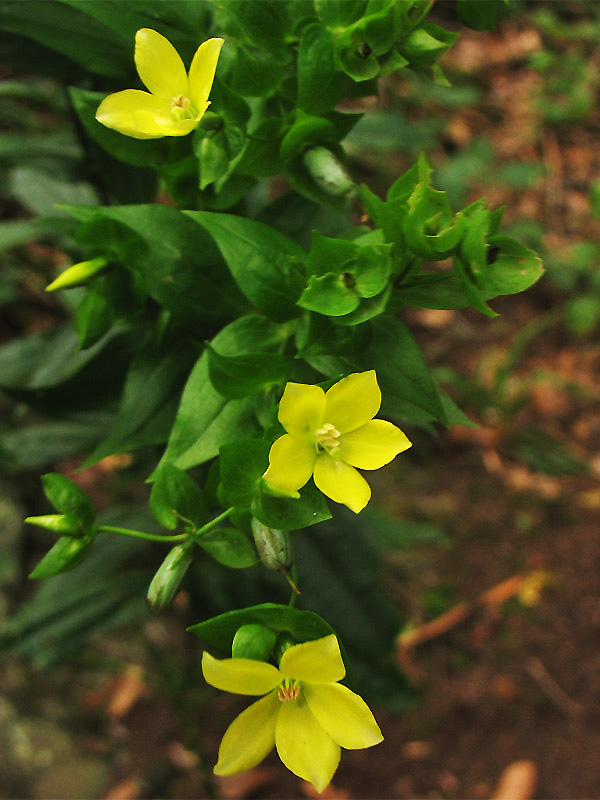 Изображение особи Ixanthus viscosus.