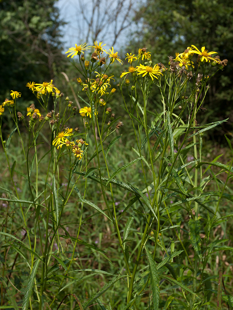 Image of Senecio paludosus specimen.