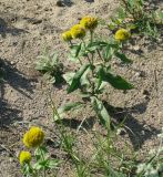 Inula britannica