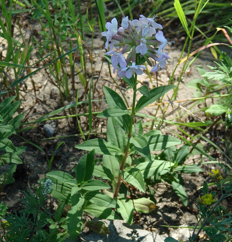 Изображение особи Saponaria officinalis.