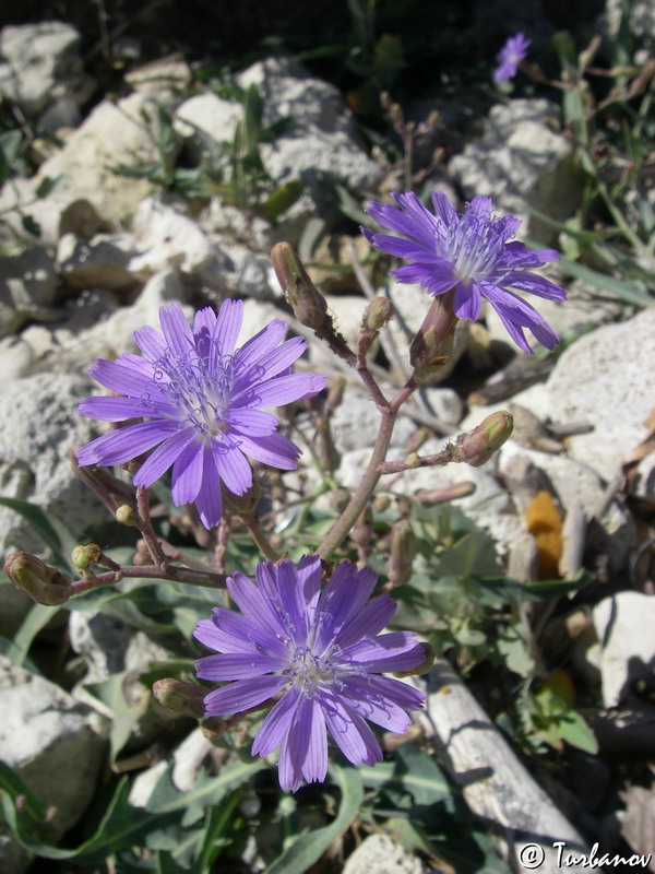 Изображение особи Lactuca tatarica.