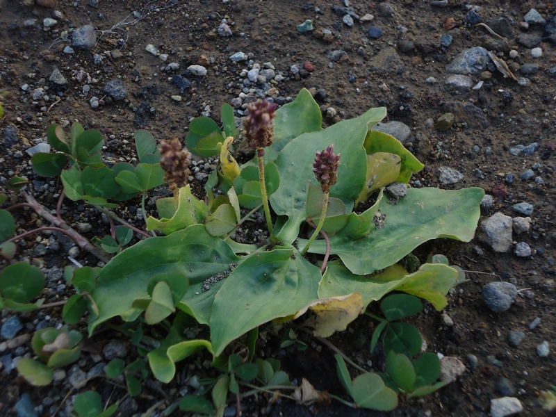Image of Plantago major specimen.