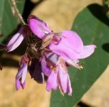 Desmodium obtusum