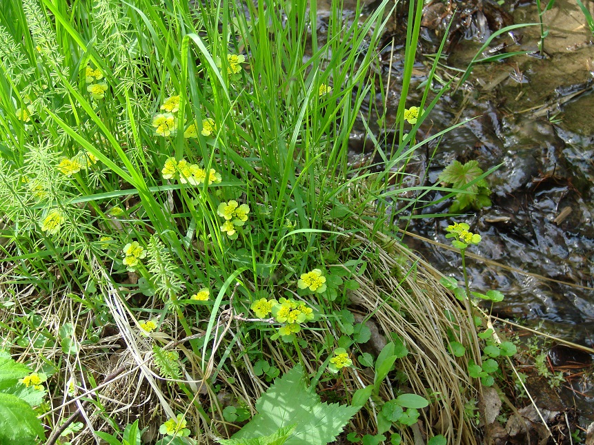 Image of Chrysosplenium sibiricum specimen.
