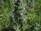 Teucrium scordioides