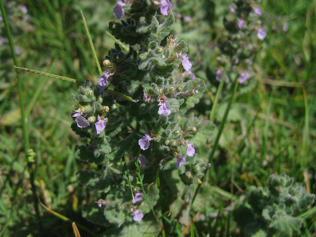 Image of Teucrium scordioides specimen.