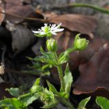 Myosoton aquaticum