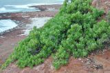 Capparis cartilaginea