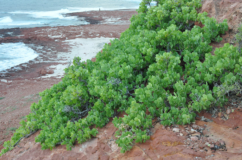 Изображение особи Capparis cartilaginea.