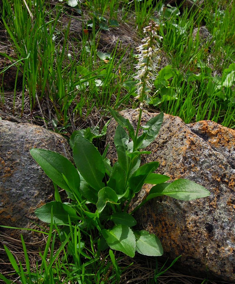 Image of Macropodium nivale specimen.