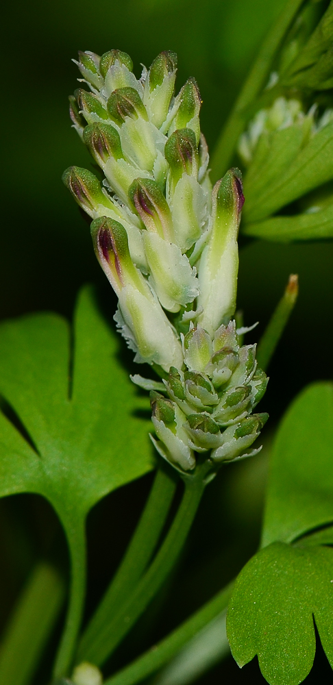 Изображение особи Fumaria capreolata.
