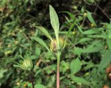 Bidens frondosa. Соплодие (вид со стороны обёртки). Владивосток, Ботанический сад-институт ДВО РАН. 21 сентября 2013 г.