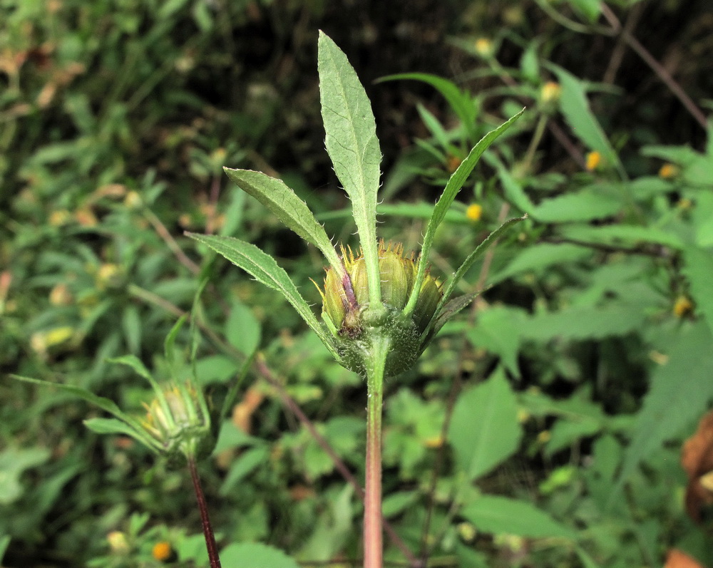 Image of Bidens frondosa specimen.