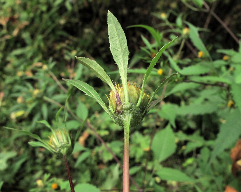 Изображение особи Bidens frondosa.