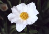 Paeonia lactiflora