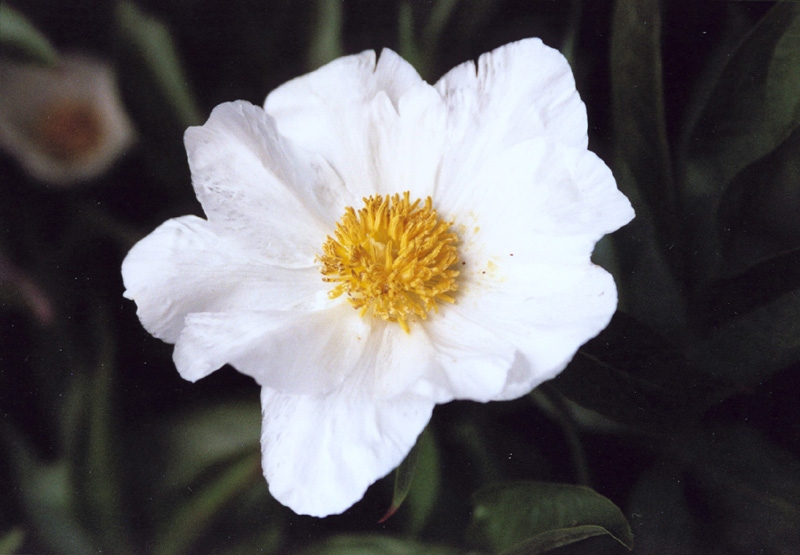 Изображение особи Paeonia lactiflora.