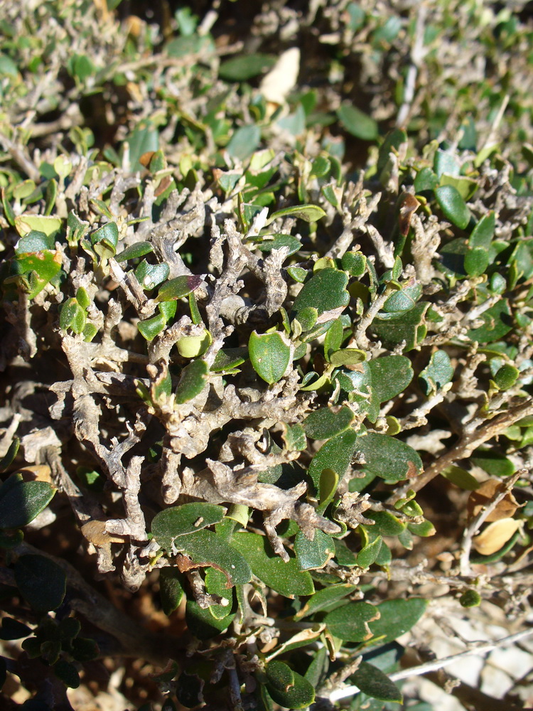 Изображение особи Olea europaea var. sylvestris.