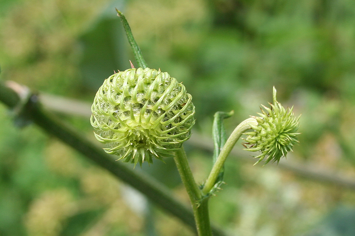 Image of Alfredia cernua specimen.