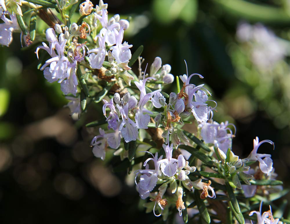 Image of Rosmarinus officinalis specimen.