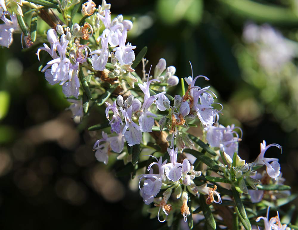 Изображение особи Rosmarinus officinalis.