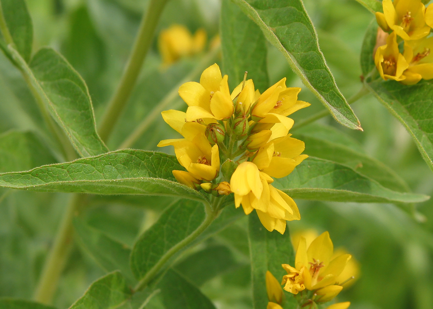 Изображение особи Lysimachia vulgaris.