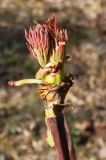 Paeonia delavayi