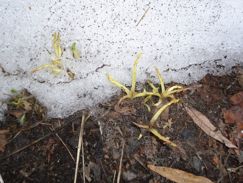 Image of Taraxacum officinale specimen.