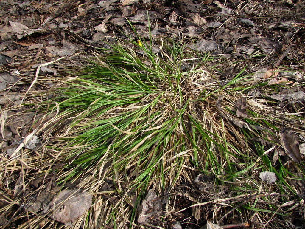 Image of Carex leporina specimen.