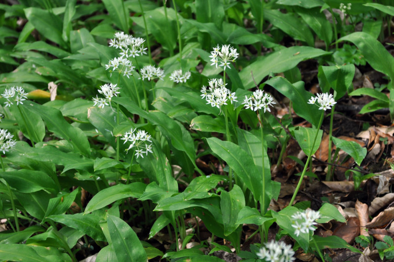 Изображение особи Allium ursinum.