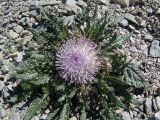 Jurinella moschus
