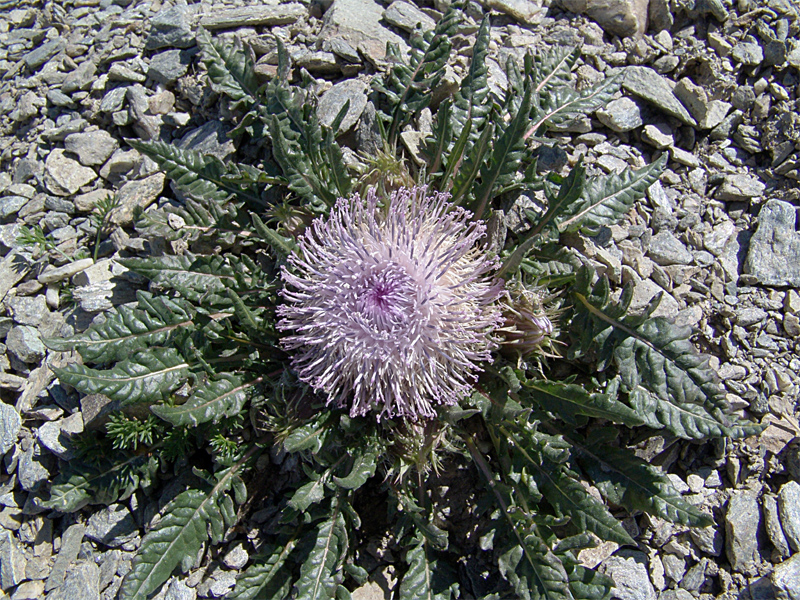 Image of Jurinella moschus specimen.