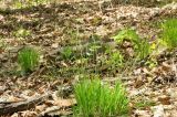 Carex lancibracteata